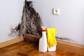 Environmental Consulting for Mold Prevention in Conneaut, OH